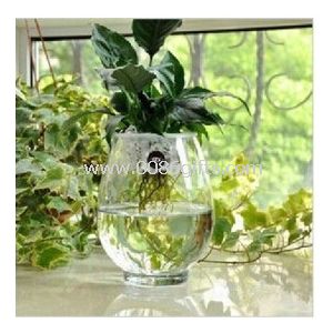 Daffodil Lysimachia christinae flower receptacle vase