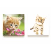 Cat Picture Fridge Magnet images