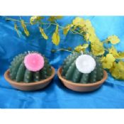 Bougies Design cactus images